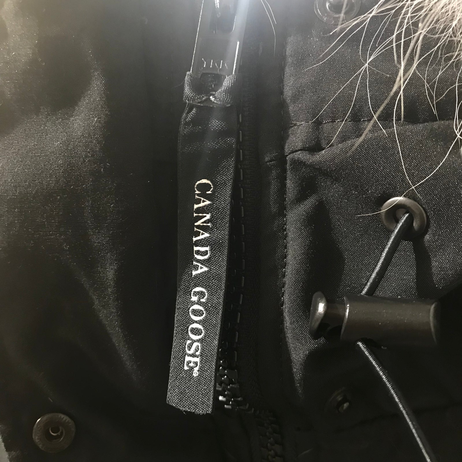 Canada Goose